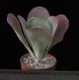 Kalanchoe thyrsifolia