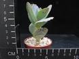 Kalanchoe marmorata
