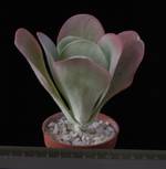 Kalanchoe thyrsifolia
