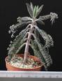 Kalanchoe daigremontana