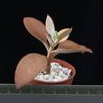 Kalanchoe orygalis