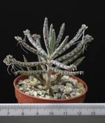 Kalanchoe delagoensis
