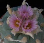 Lophophora williamsii