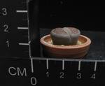 Lithops hallii