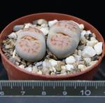 Lithops karasmontana v. Mickbergensis