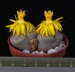 Lithops fulviceps v. lactinea