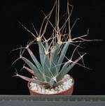 Leuchtenbergia principis