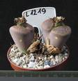 Lithops aucampiae v. aucampiae