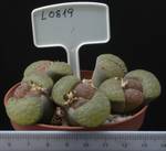 Lithops gesinae