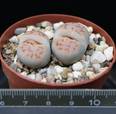 Lithops karasmontana v. Mickbergensis