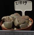 Lithops lesliei f. Kimberley 8,5
