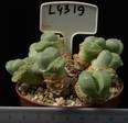 Lithops olivacea 8,5