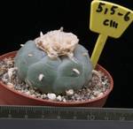 Lophophora williamsii-6