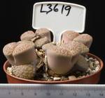 Lithops schwantesii 8,5