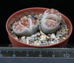 Lithops karasmontana ssp. eberlanzii