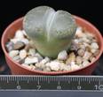 Lithops salicola