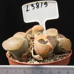 Lithops aucampiae v. aucampiae 8,5