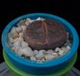Lithops aucampiae ssp. aucampiae v. aucampiae