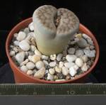 Lithops schwantesii