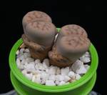 Lithops julii v. chrysocephala