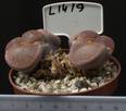 Lithops aucampiae 8,5