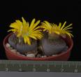 Lithops hallii v. ohracea