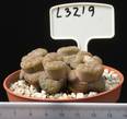 Lithops bromfieldii v. insularis 8,5