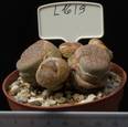 Lithops pseudotruncatella dendritica 8,5