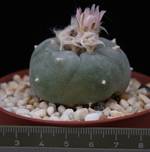 Lophophora williamsii