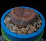 Lithops karasmontana