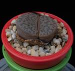 Lithops hookeri v. marginata