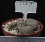 Lithops lesliei v. venteri 8,5