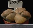Lithops hookeri v. marginata 8,5