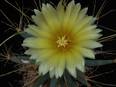 Leuchtenbergia principis
