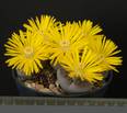 Lithops aucampiae ssp. euniceae v. fluminalis