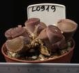 Lithops aucampiae v. aucampiae 8,5
