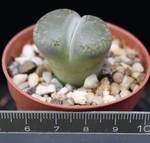 Lithops salicola