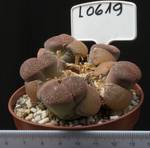 Lithops aucampiae v. aucampiae 8,5