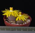 Lithops aucampiae v. euniceae