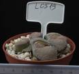 Lithops lesliei v. venteri 8,5