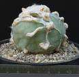 Lophophora difusa