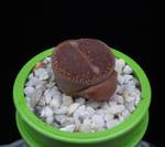 Lithops hallii