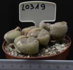 Lithops pseudotruncatella v. pseudotruncatella 8,5