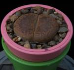 Lithops aucampiae ssp. aucampiae