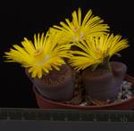 Lithops aucampiae