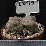 Lithops lesliei f. Kimberley 8,5