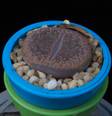 Lithops aucampiae