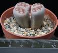 Lithops jullii