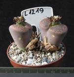 Lithops aucampiae v. aucampiae