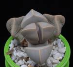 Lapidaria margaretae